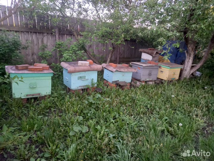 Продам ульи для пчел