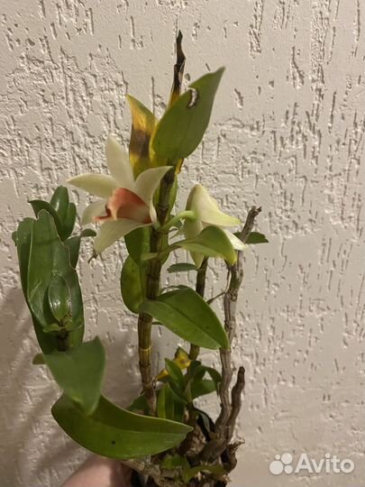 Дендробиум