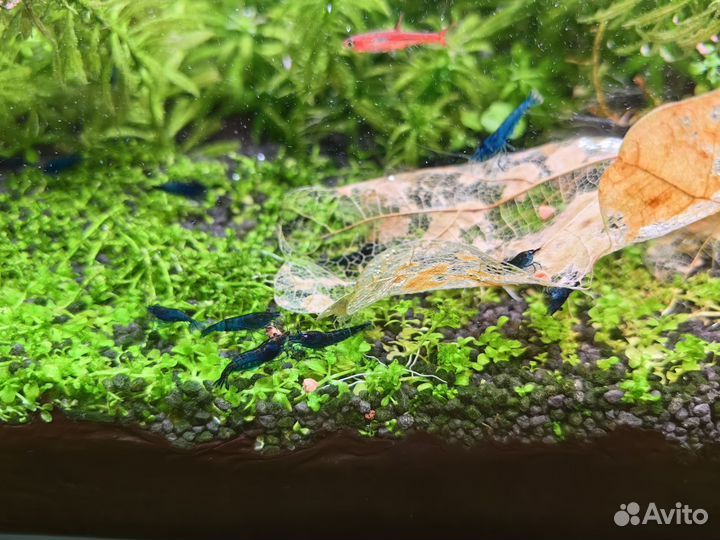 Креветка синяя мечта blue dream