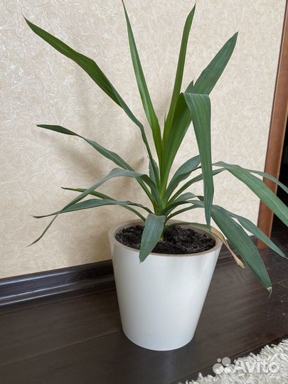 Пальма юкка