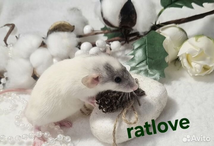 Крысята дамбо питомник малыши