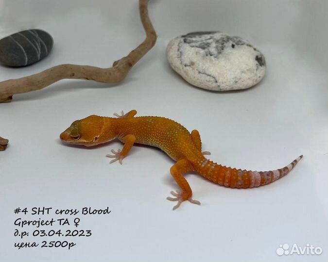 Геккон эублефар