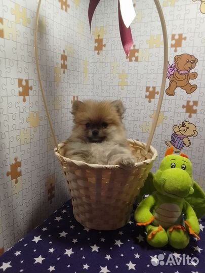 Щенки шпица