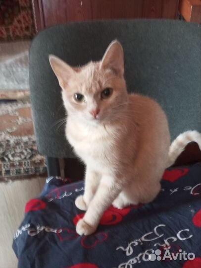 Кошечка подросток в добрые руки