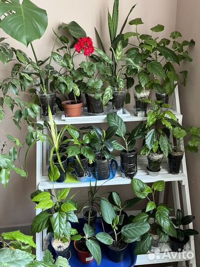 Комнатные цветы