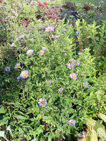 Монарда, сентябринка