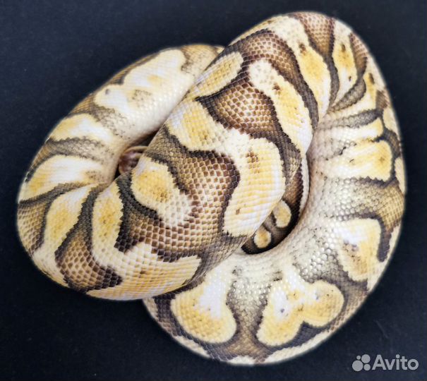 Королевская змея