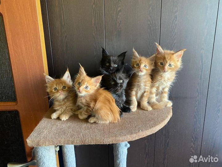 Котята Мейн-кун