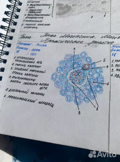 Рисунки по гистологии