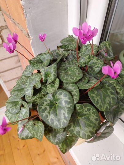 Комнатные цветы