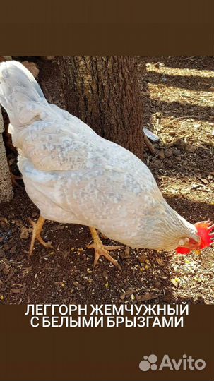 Инкубационное яйцо леггорн