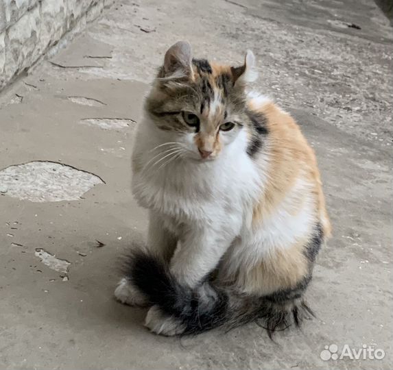 Американский кёрл