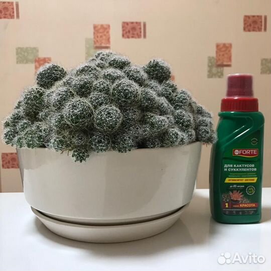 Кактус в керамическом кашпо
