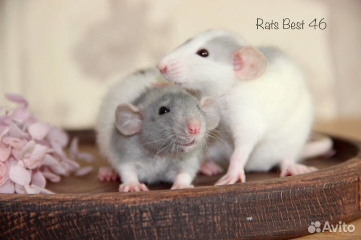 Крысята девочки от Rats Best