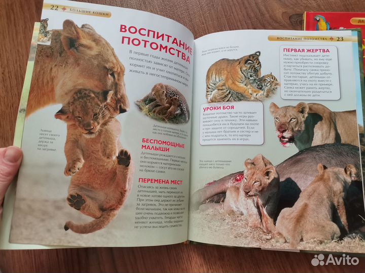 Детская энциклопедия росмэн