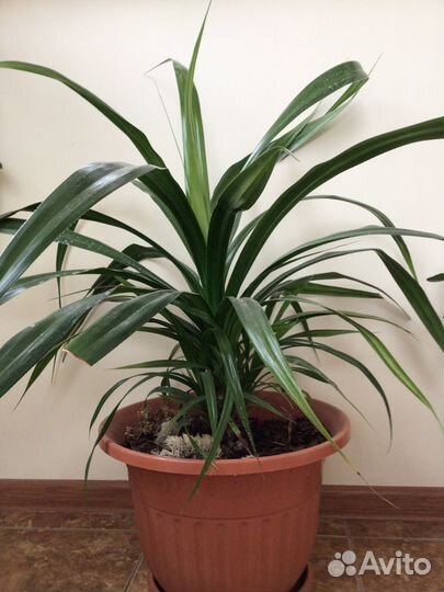 Пальма панданус