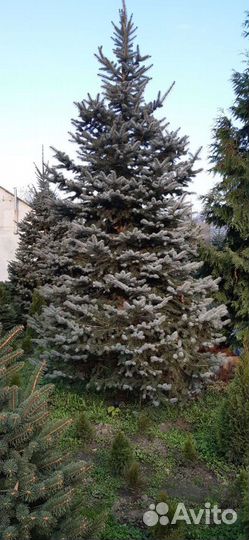 Ель голубая