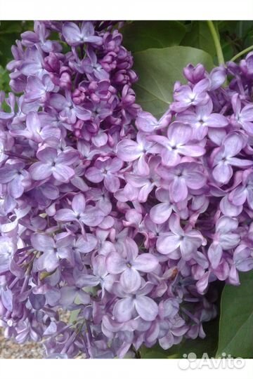 Сирень / саженцы