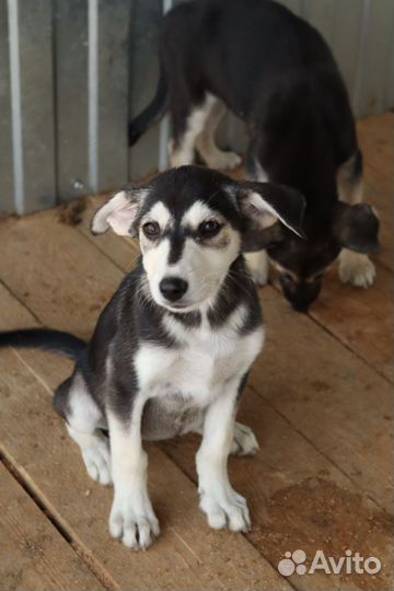 Помесь хаски щенок