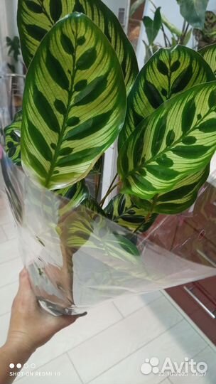 Калатея, фикус