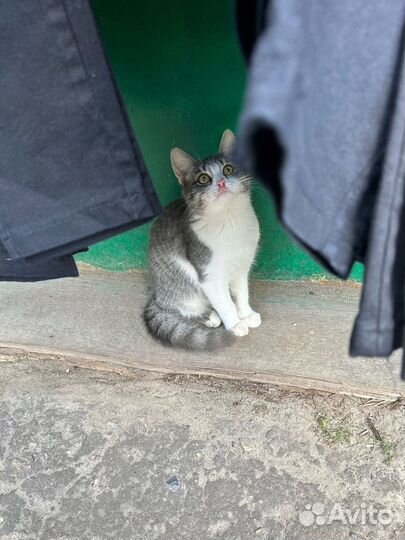 Кошка ищет дом