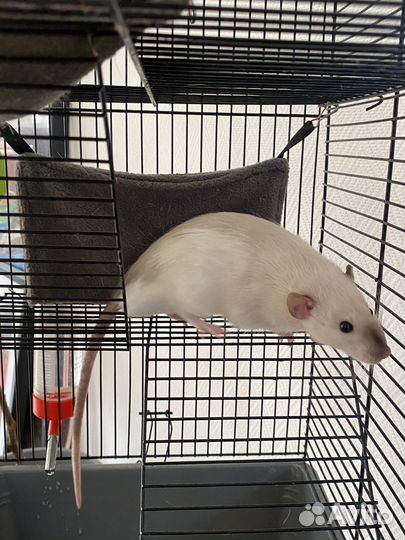 2 белые крысы молодые мальчики с клеткой