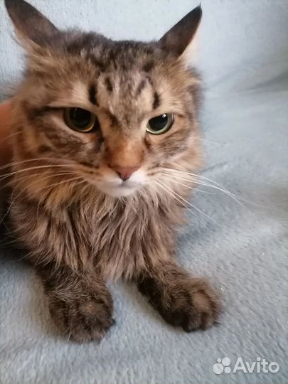 Кот в добрые руки