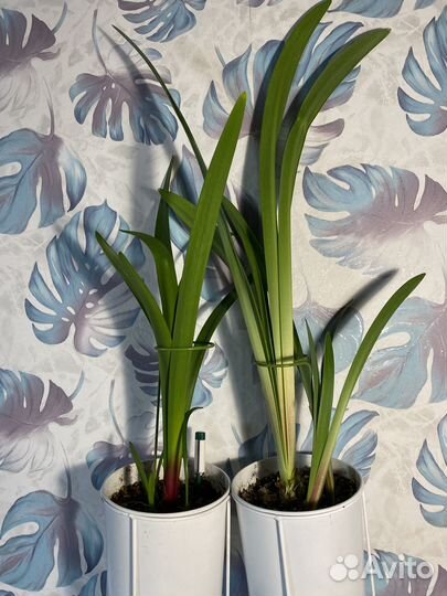 Гиппеаструм Розовый