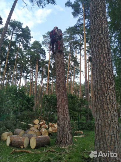 Расчистка участка, спил деревьев, дробление веток