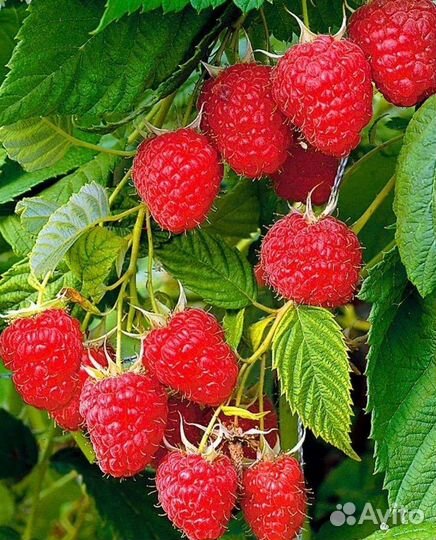 Саженцы малины