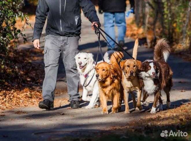 Выгул собак