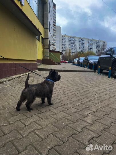 Керн терьер вязка