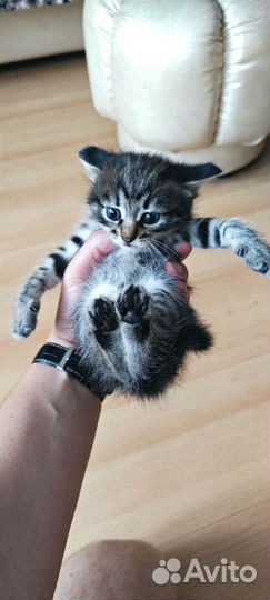 Котенок мальчик