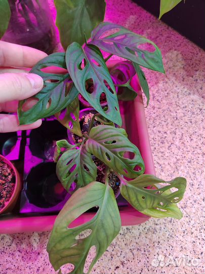 Комнатные растения #1