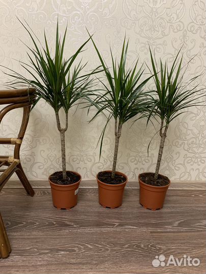 Пальма драцена