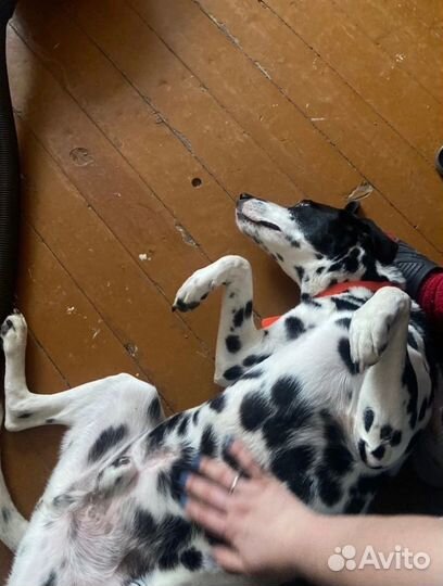 Брюс ищет дом