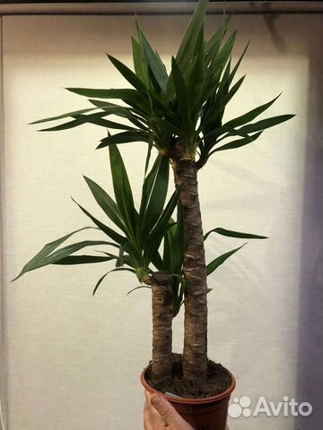 Юкка 2 ствола 80 см