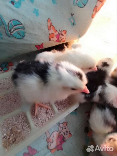 Куры(цыплята)