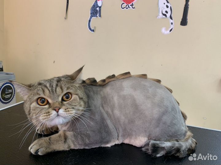 Груминг кошек и собак