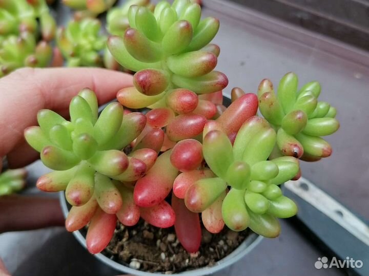 Седум рубротинктум, суккуленты