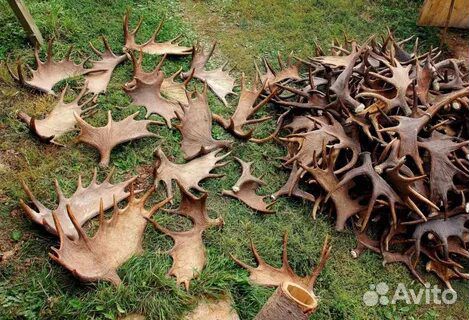 Рога лося