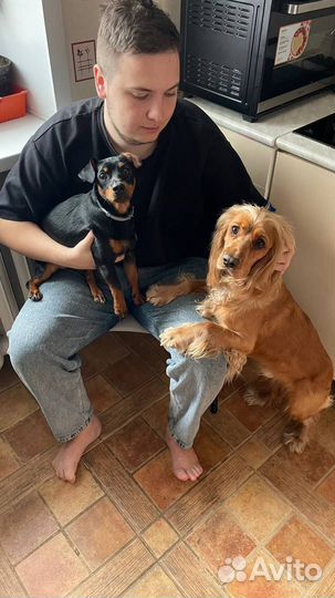 Передержка для собак