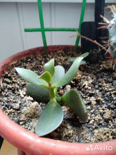 Денежное дерево (толстянка)