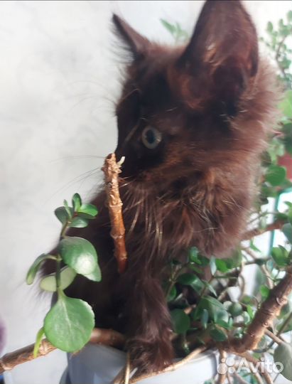 Котята в добрые руки приучены к лотку