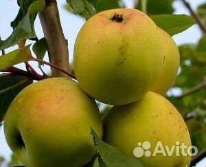 Саженцы груши и яблони