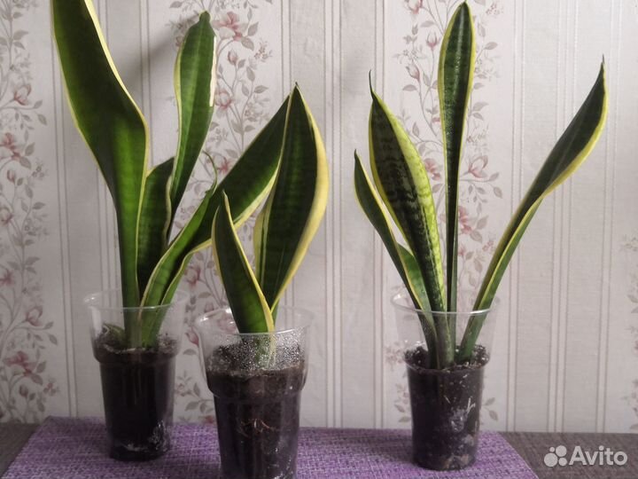 Сансевиерия футура суперба