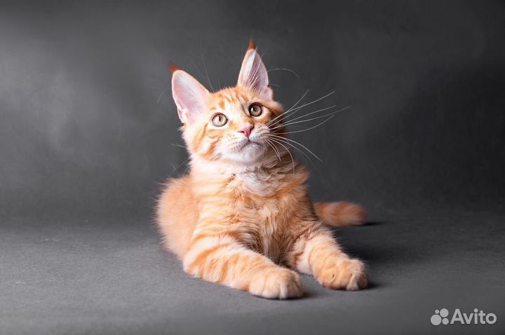 Котята мейн-кун