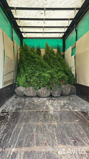 Туи,голубые ели оптом по РФ