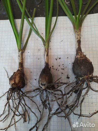 Зеферантес