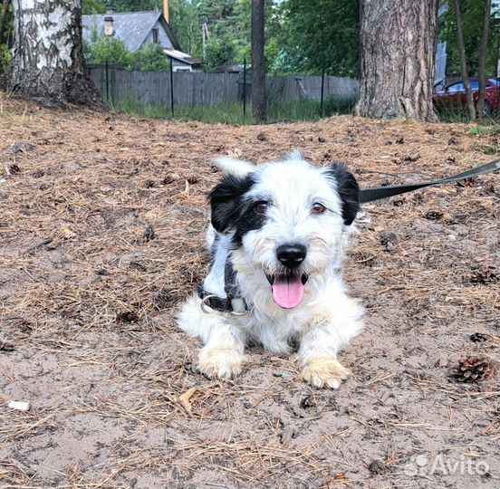 Собака в приюте